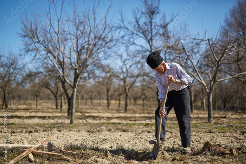 Senior man planting a plum tree © Xalanx