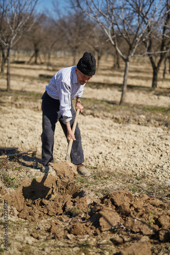 Senior man planting a plum tree