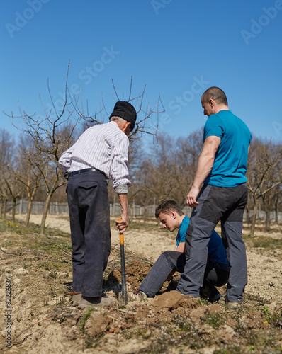 Grandson, father and grandfather planting a plum tree in an orch
