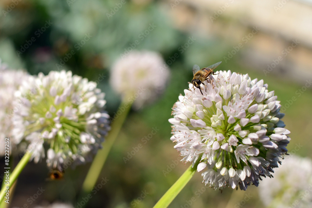 Bee with long proboscis