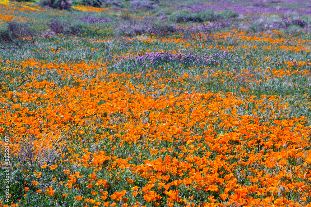 California Poppies -Eschscholzia californica California Poppies -Eschscholzia californica