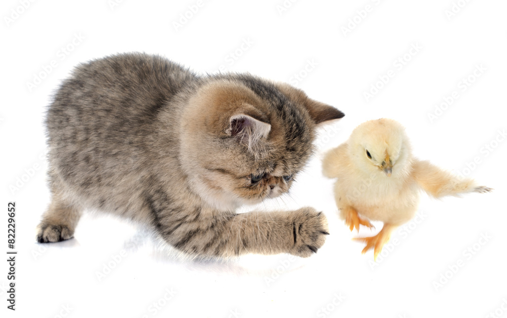 Obraz premium persian kitten and chick