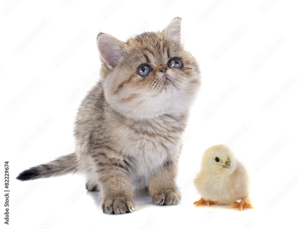 persian kitten and chick