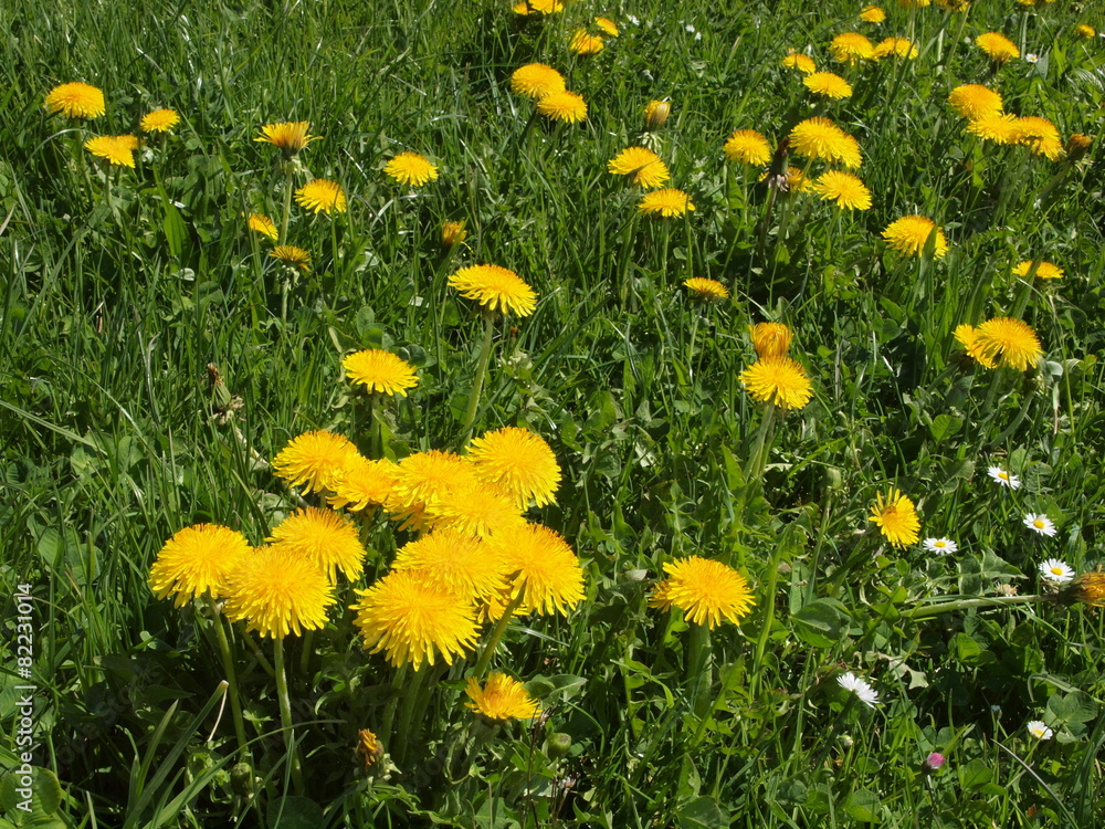 Löwenzahnwiese im Allgäu