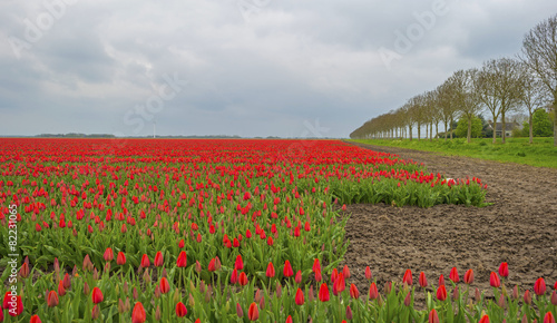 Tulips on a field in spring under a cloudy sky