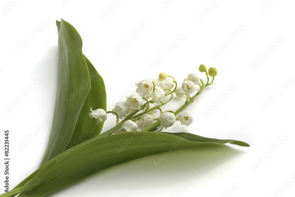 Fototapeta premium Muguet