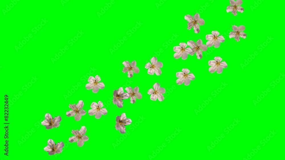 white flowers of spring falling green screen white flowers of spring falling green screen