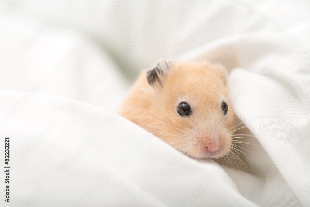 Golden Hamster on Bed Sheets Golden Hamster on Bed Sheets