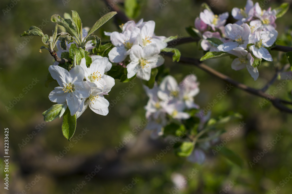 Blossoming apple