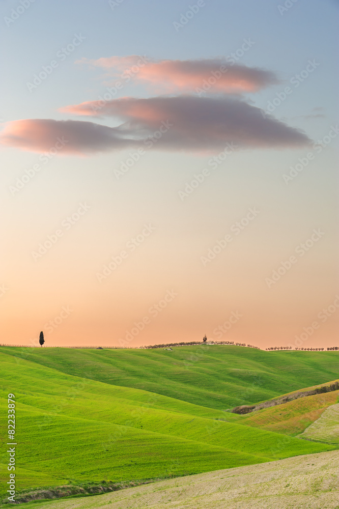 Cypresses on the tuscan hill in sunset light