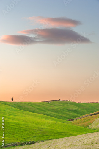 Cypresses on the tuscan hill in sunset light