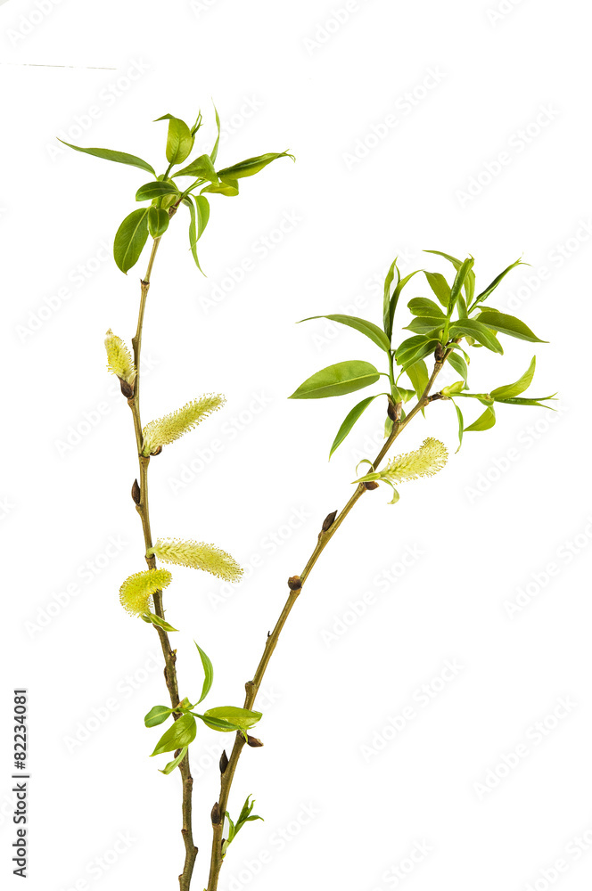 Fototapeta premium Willow