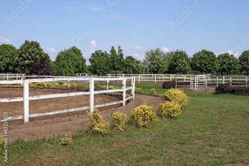 paddock trees and blue sky