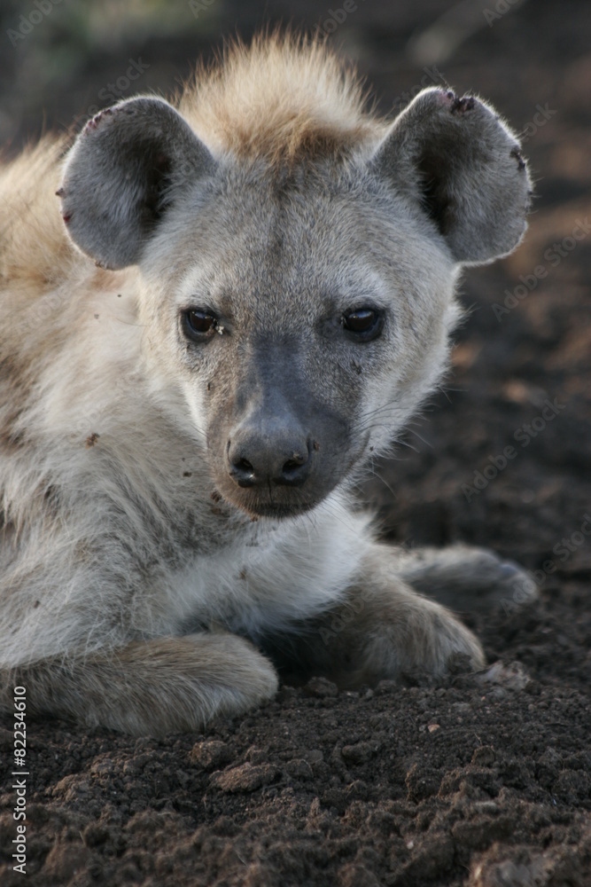 hyena hyena