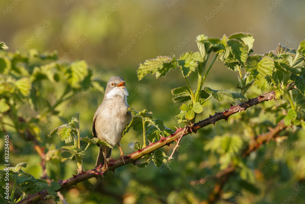 The common whitethroat (Sylvia communis) The common whitethroat (Sylvia communis)