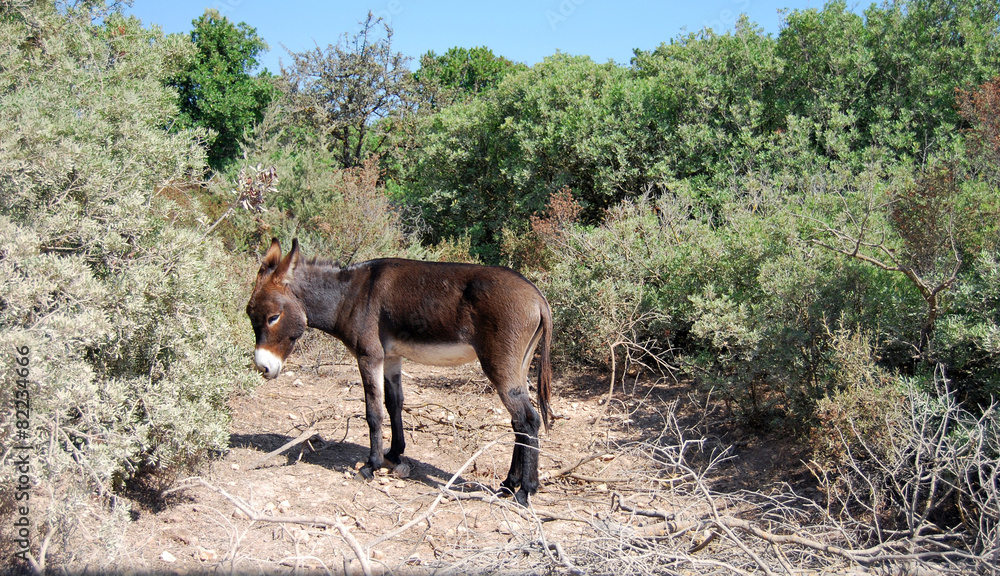 brown donkey in the countryside surrounded by green trees brown donkey in the countryside surrounded by green trees