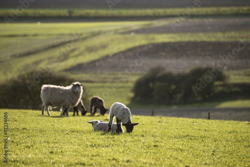 Beauitful landscape image of newborn Spring lambs and sheep in f