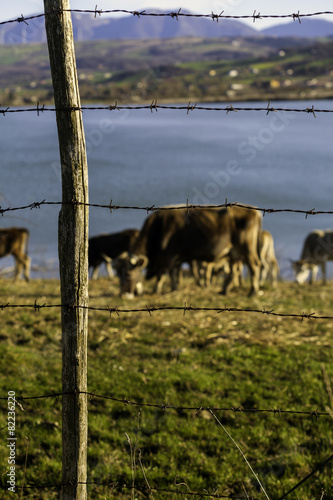 mucche al pascolo sul lago