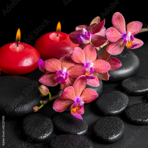 beautiful spa concept of blooming twig red orchid flower  phalae
