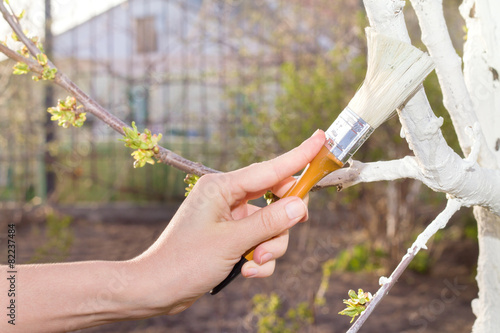 Spring protection of fruit trees in the garden