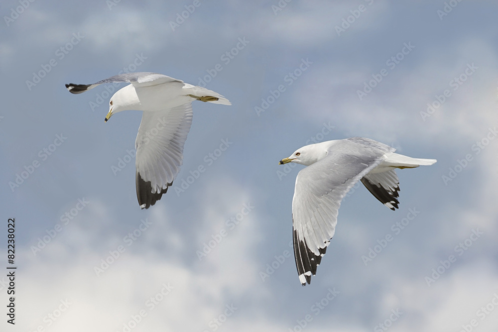 Fototapeta premium deux mouettes au vol