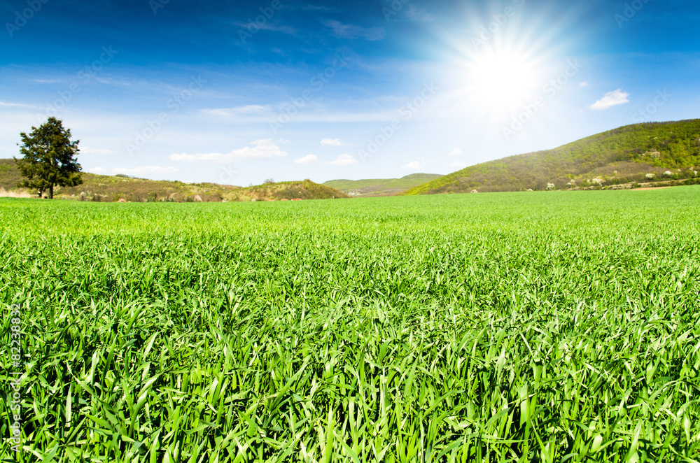 Obraz premium green field and blue sky