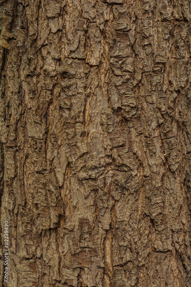 Pear tree bark