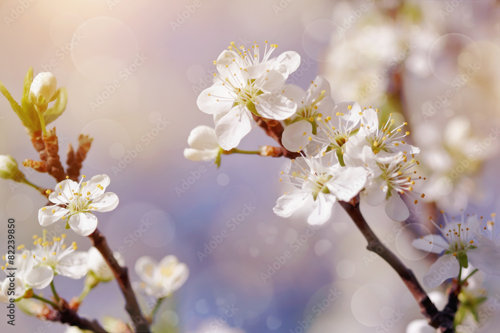 White flowers of the cherry