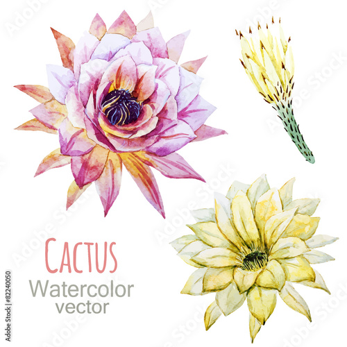 Cactus flowers
