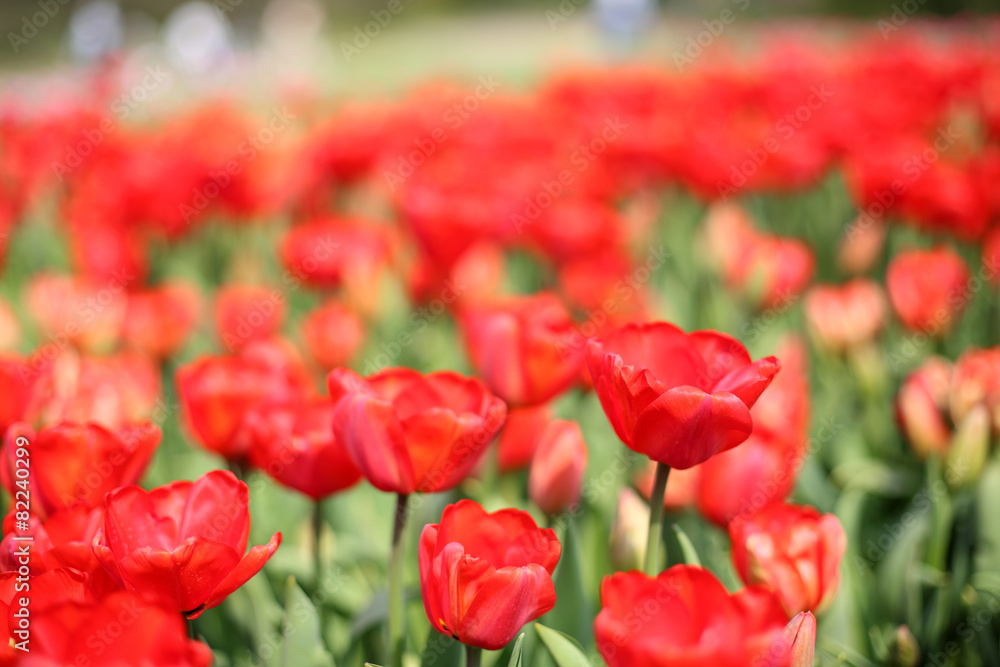 Czerwone pole tulipanów w słoneczny wiosenny dzień