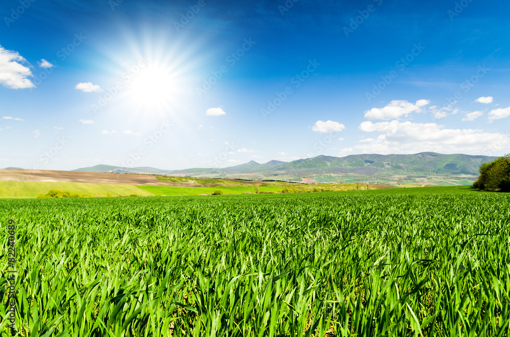 green field and blue sky green field and blue sky