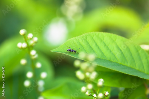 Billede på lærred Ant Walk