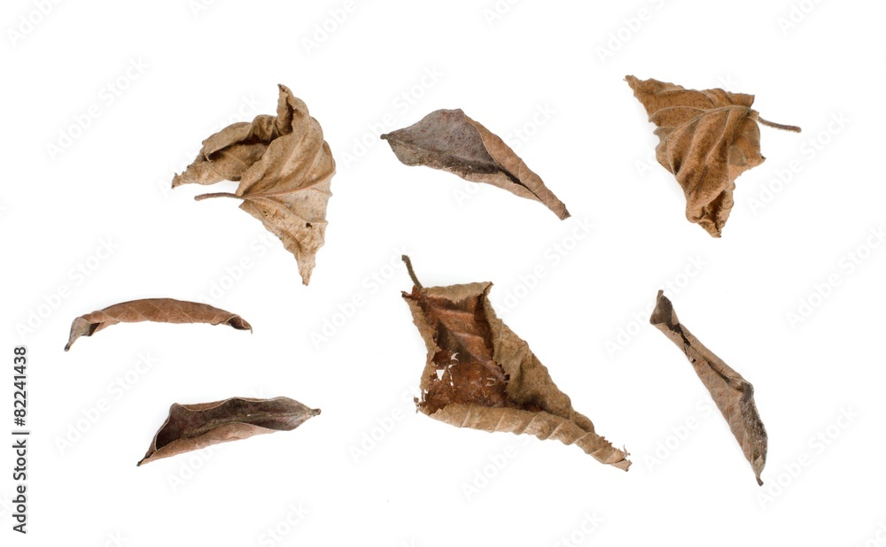 Naklejka premium Autumn leaves