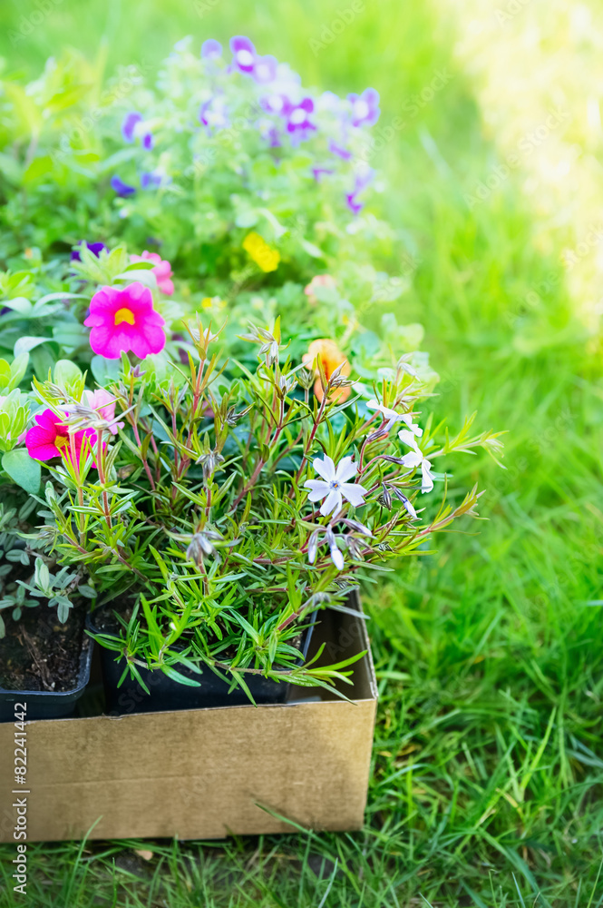 Garden flowers in cardboard box for plant on green grass