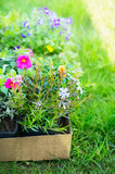Garden flowers in cardboard box for plant on green grass