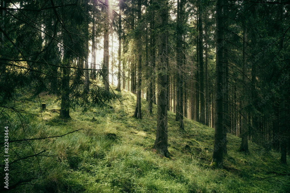 Fototapeta premium Wald mit Blick zur Lichtung