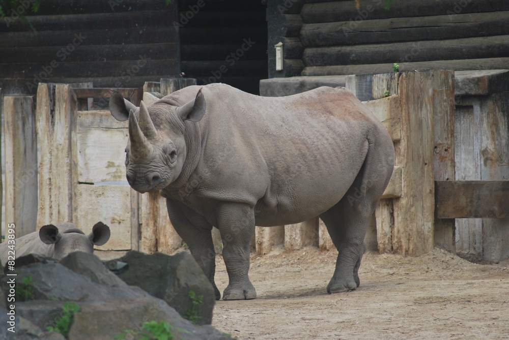 Naklejka premium Narshorn im Zoo