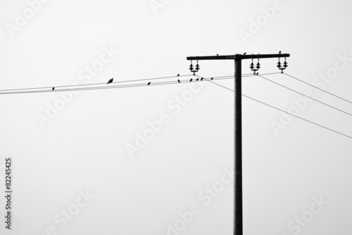 some birds on a overhead powerline