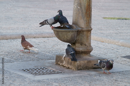 Piccioni assetati photo