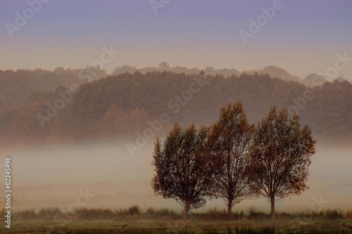 misty morning meaddow in the autumn