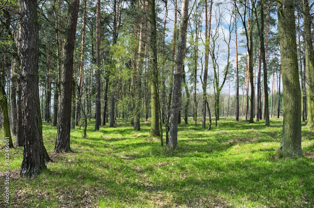 Spring forest Spring forest