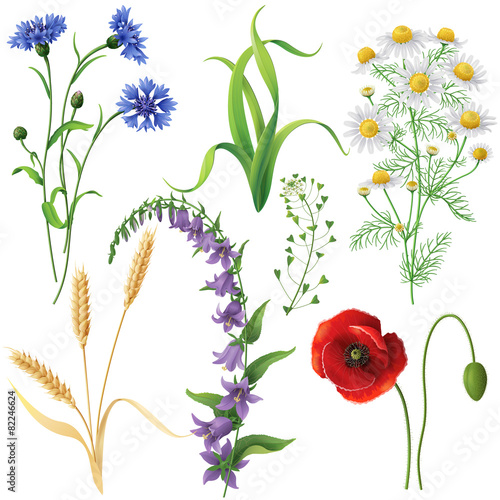 Wildflowers  Set
