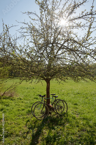 two bicycles under tree