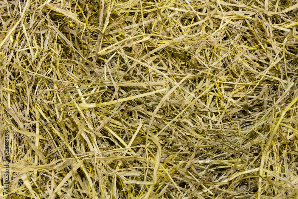 Dry grass on floor texture