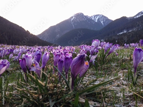 spring flowers on a mountain meadow