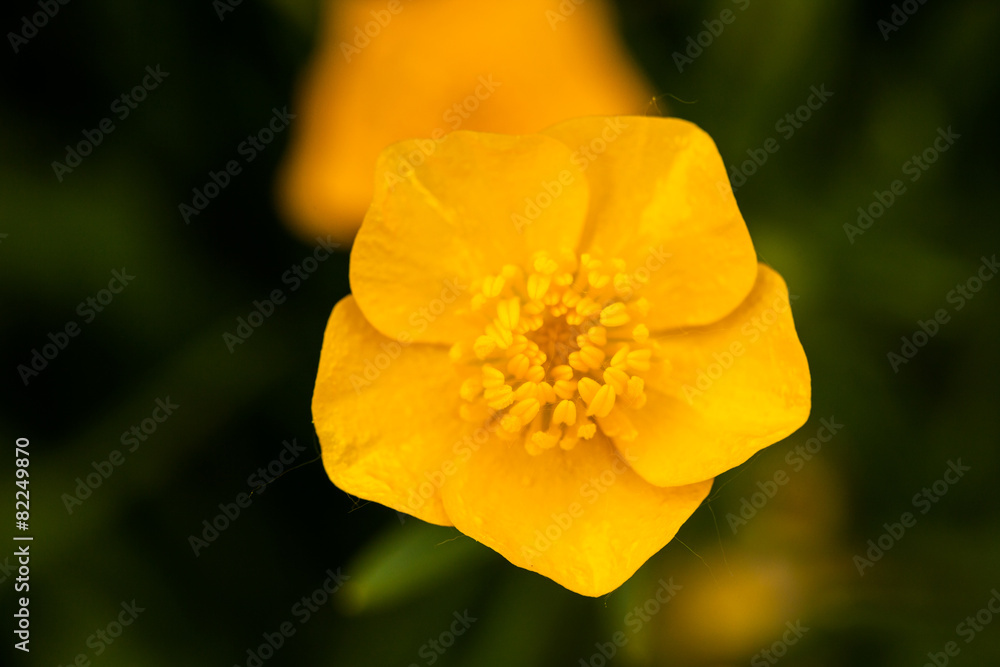 Blume Blume