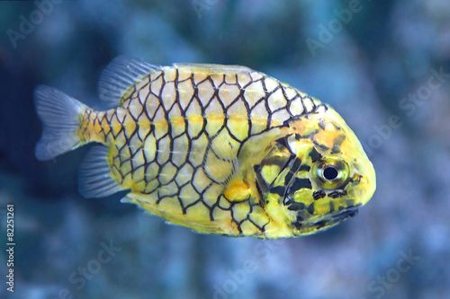 Pineconefish (Monocentris japonica) photo