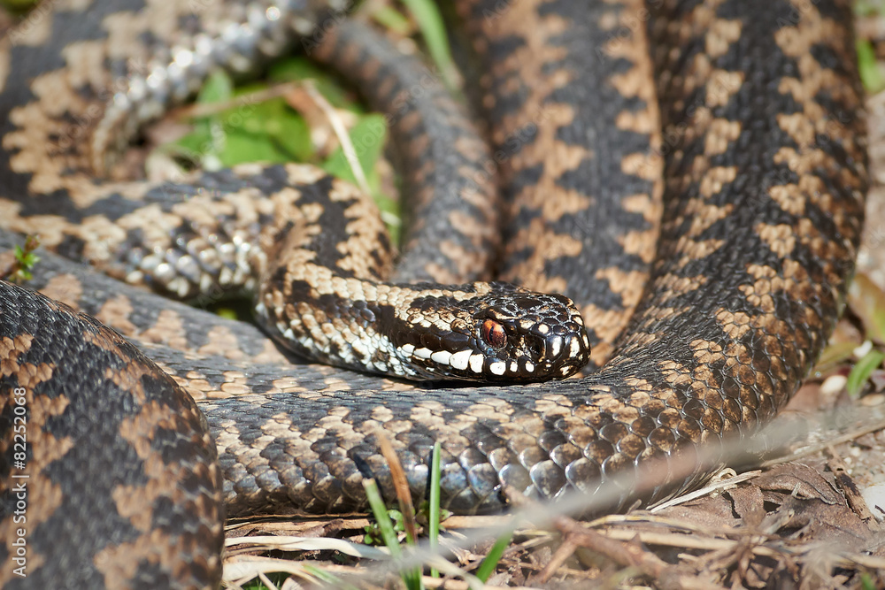 Common European Adder (vipera berus) Common European Adder (vipera berus)