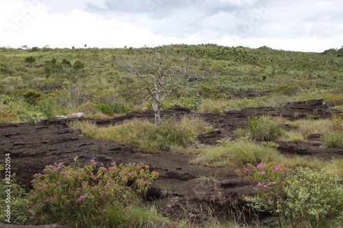 The landscape in the Department of Meta. Colombia