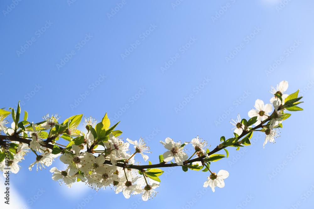 Flowers blooming mirabelle. Floral background Flowers blooming mirabelle. Floral background